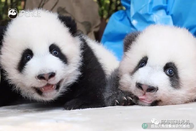 国内可以看熊猫吗,看熊猫要到哪里看