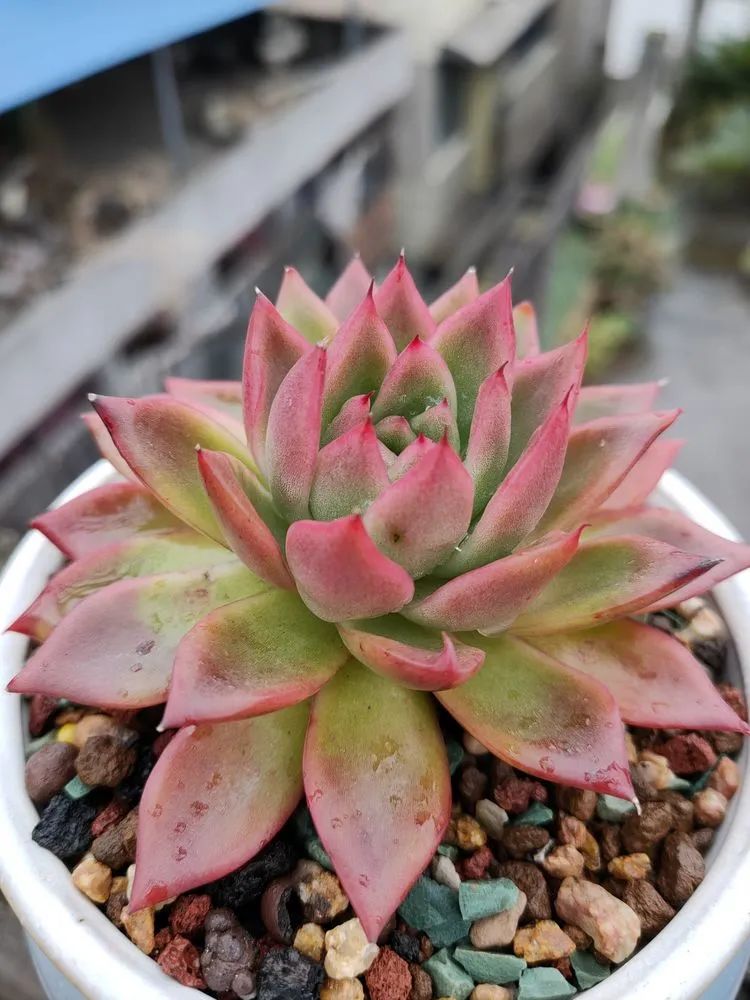 疫情期间在家欣赏多肉,疫情期间被多肉治愈