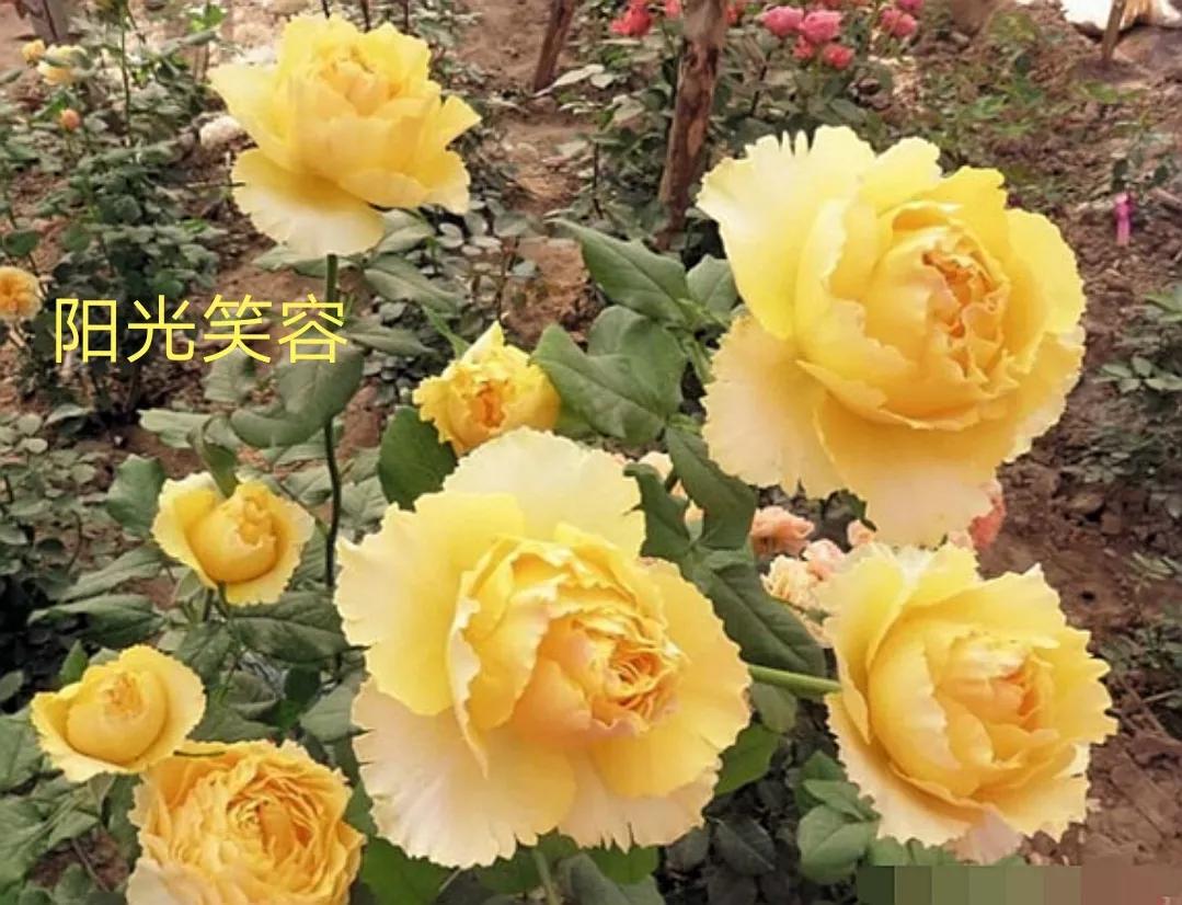 切花火焰月季的优缺点,常见切花月季一览