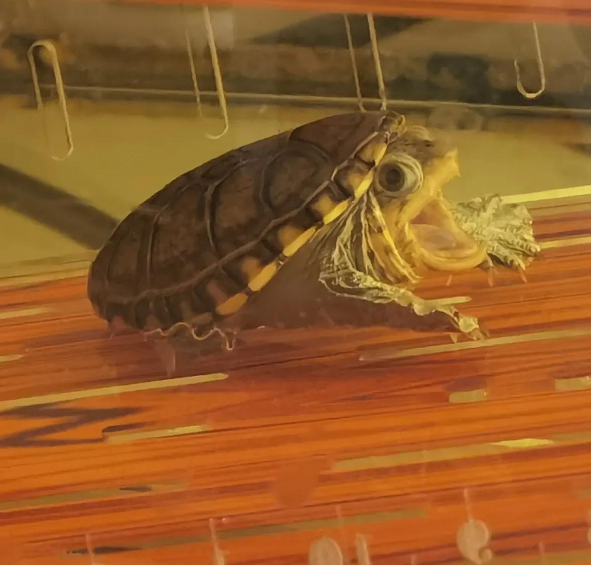 8cm的龟和2cm的龟可以混养吗,养龟技巧用什么盆