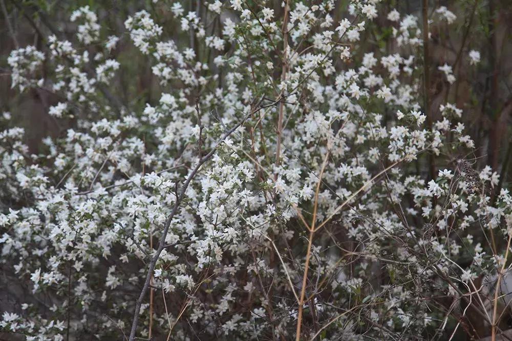 【昌黎文化行】十里铺乡西山场村:与甜蜜相关的那些事儿