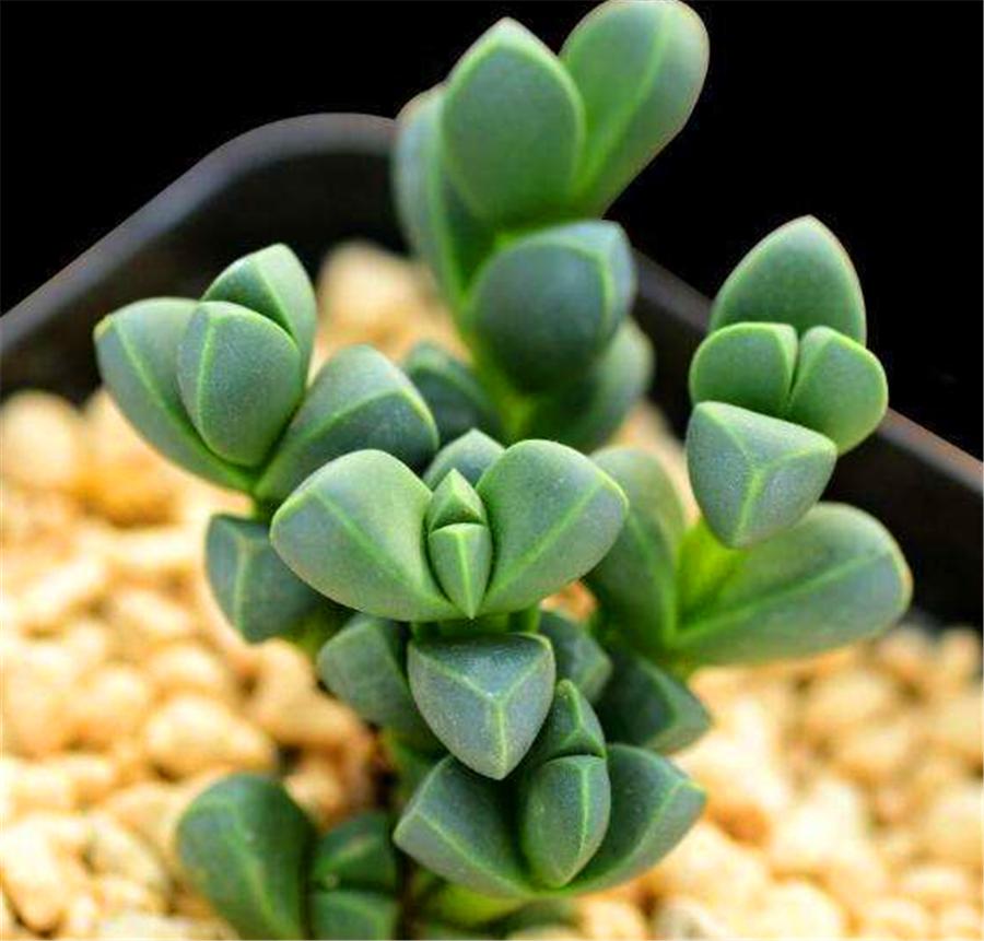 鹿角海棠不服盆干瘪发黄怎么办,鹿角海棠叶子发黄怎么办