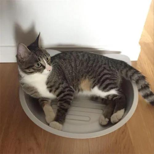 天气热怎么给猫散热,猫怕热怎么办最有效的方法