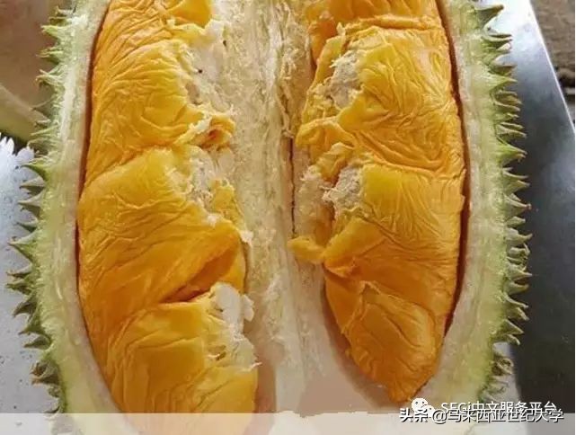 马来西亚榴莲品种大全,马来西亚d14榴莲是什么品种