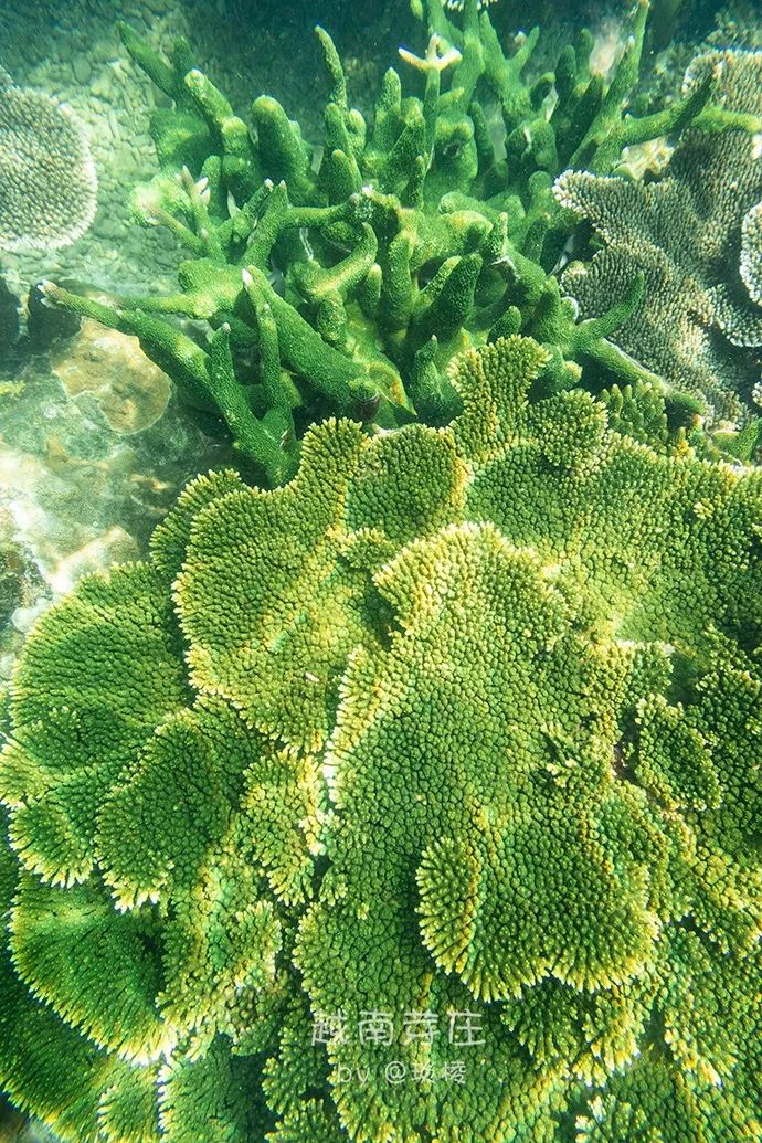 中国可浮潜的海湾,世界最美且可以浮潜十大海滩