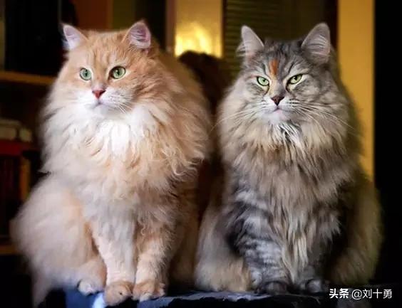 罕见动物60种大开眼界,十种罕见动物