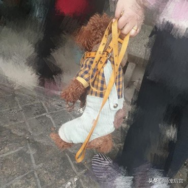 小泰迪出门就耍赖皮，瘫在地上死活不走，主人这招成功逗笑路人