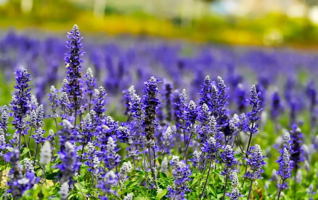 广州彩色油菜花田,广州最全浪漫花海打卡地点在哪里