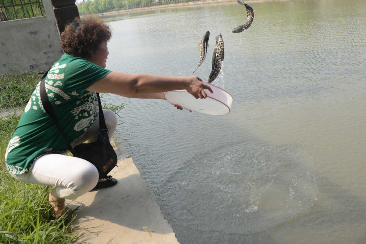 红尾鲶有多凶猛,红尾鲶是入侵物种吗