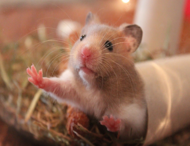 遛仓鼠要注意什么细节问题,仓鼠有必要遛吗为什么