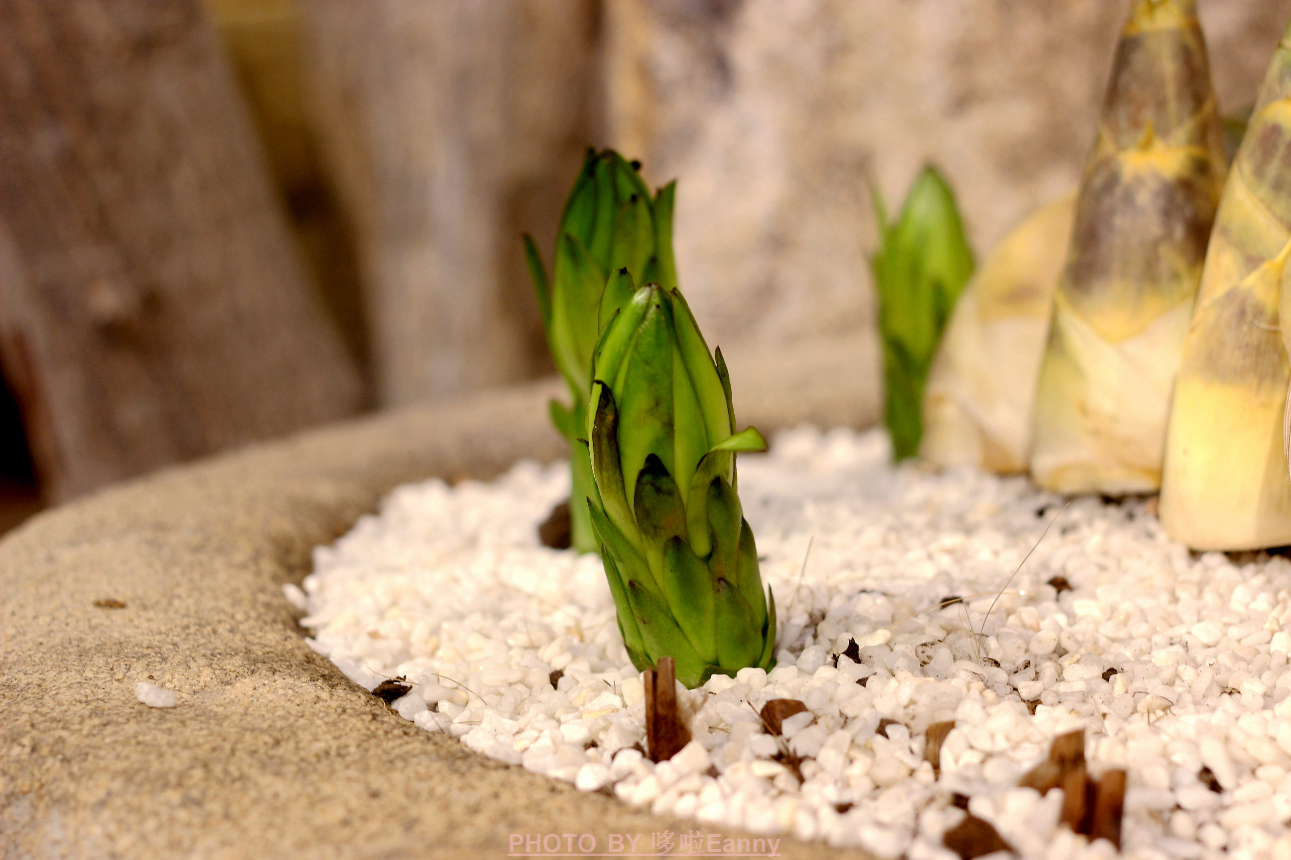 素食也可以吃出仪式感,有仪式感的素食