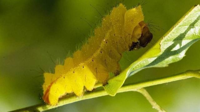 蚕神姑娘的传说民间故事,关于蚕的传说