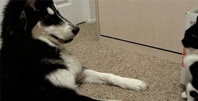 新手养猫指南：想要挑选性格温顺的猫咪，这些关键点一定要看看