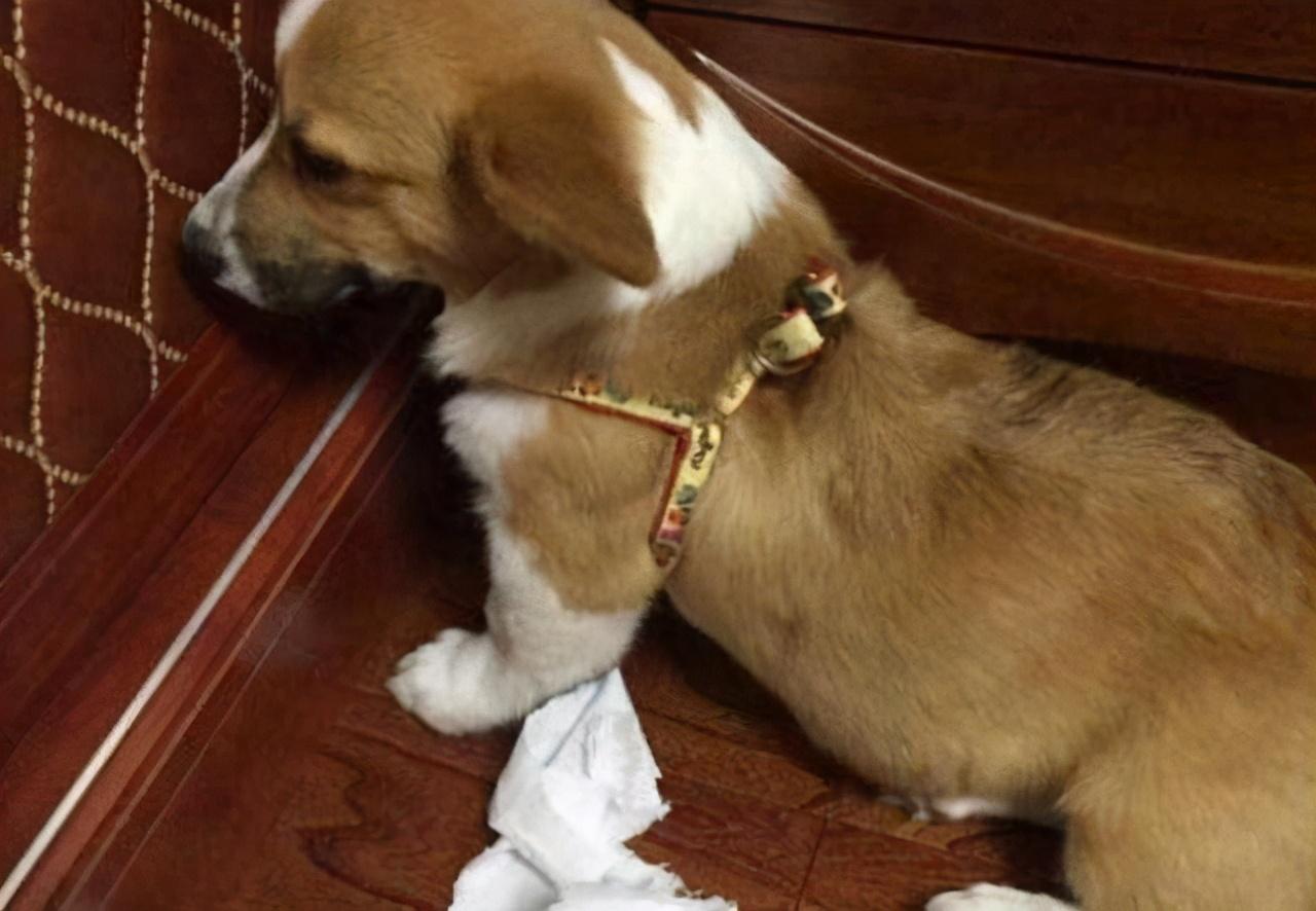 狗狗一生太短我们要好好善待它们,狗狗寿命短总会难过的