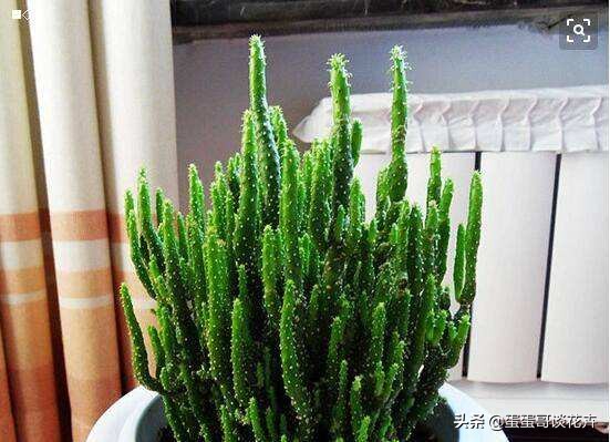 长在花盆里的树,长在花盆中的树