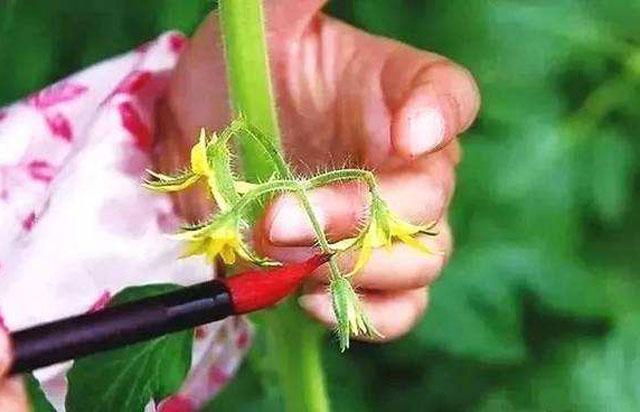 番茄药害是怎么产生的,番茄打助壮素发生药害怎么办