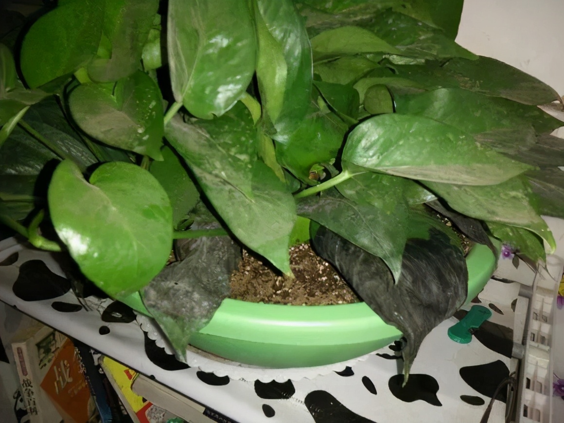 绿萝叶子干枯怎么回事,绿萝叶子黄开裂卷曲怎么办