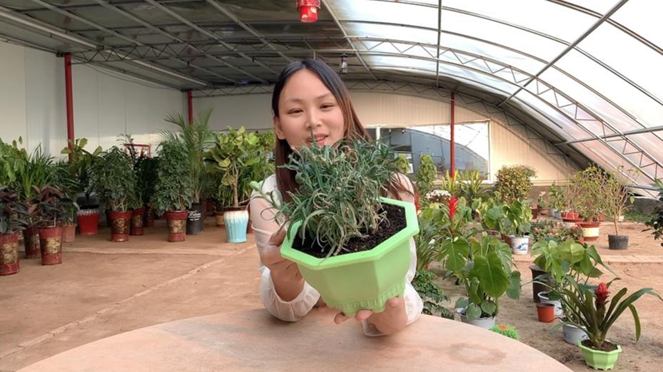 康乃馨花朵没开就打蔫是怎么回事,康乃馨换盆后叶子打蔫了发黄咋办