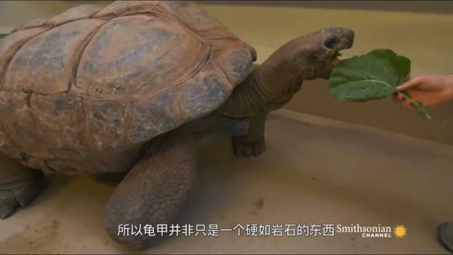 龟怎样才算认可主人,怎么增加和龟的互动性