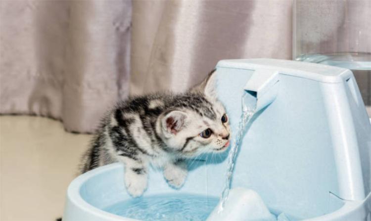 担心猫咪患尿道病？铲屎官快看过来