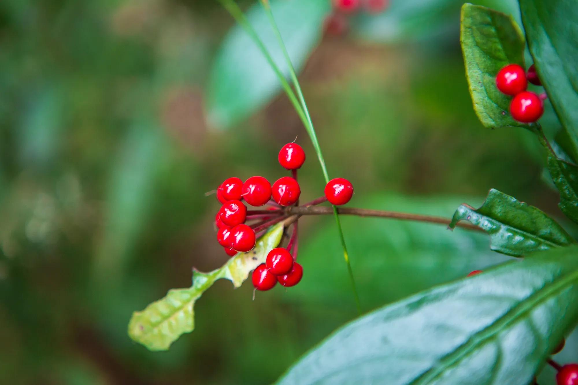 高岭古村银杏,高岭乡高岭村