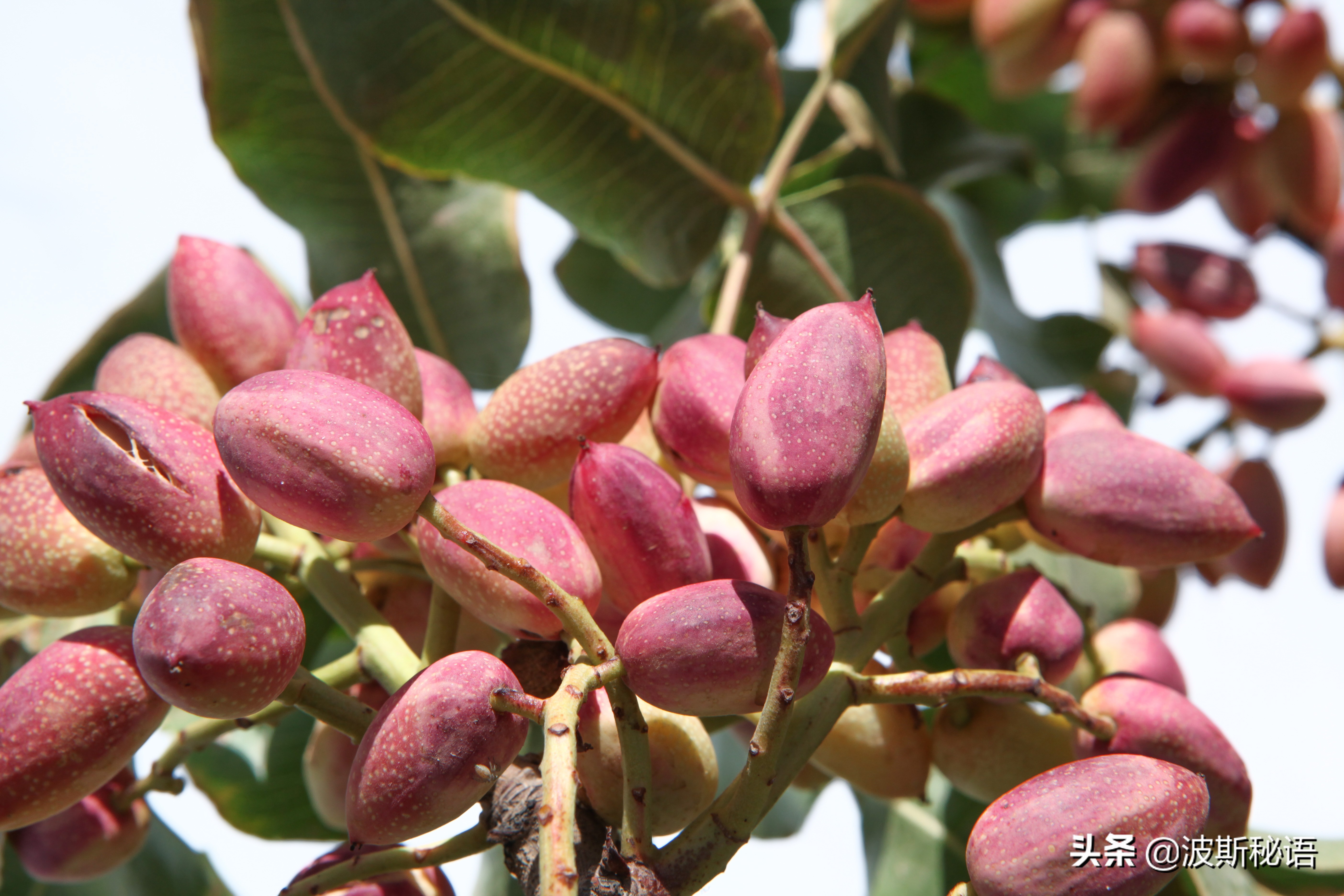伊朗开心果质量怎么样,伊朗开心果