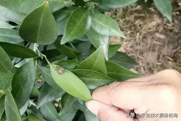 柑橘虫害高清图谱及防治方法,柑橘虫害物理消灭