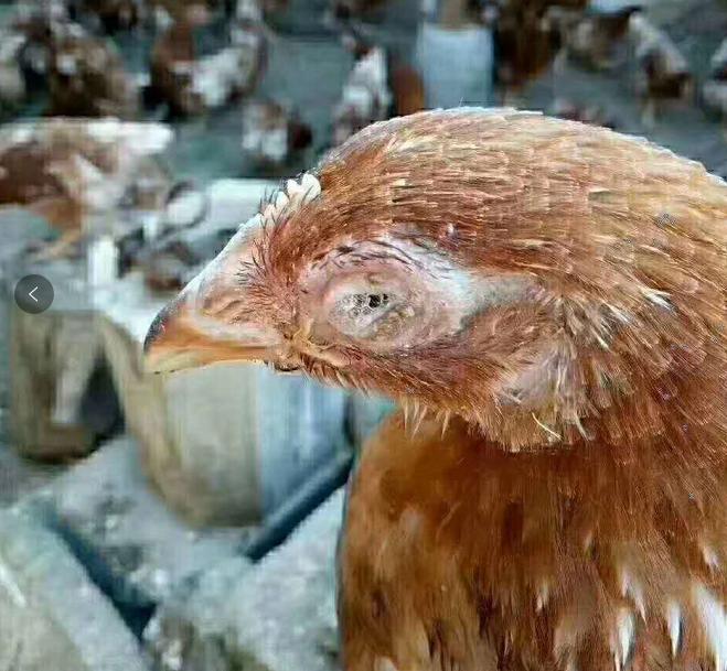 鸡肿头肿的快速消除方法,鸡肿头肿脸治疗方法