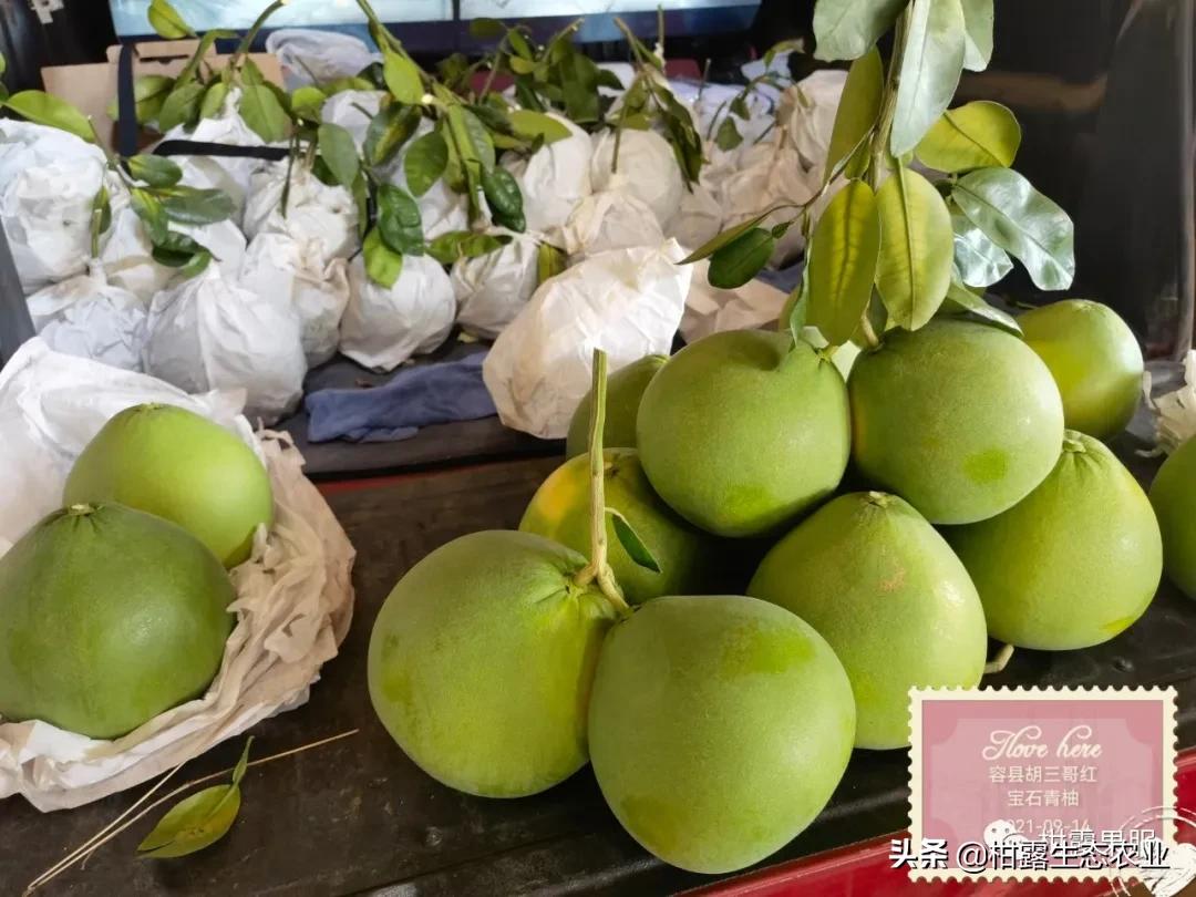 泰国红宝石柚2020价格,泰国红宝石柚树低价出售