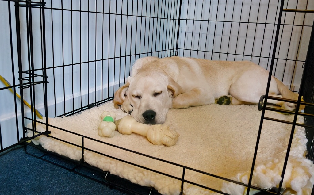 拉布拉多幼犬应该怎么养,拉布拉多幼犬怎么养怎么管