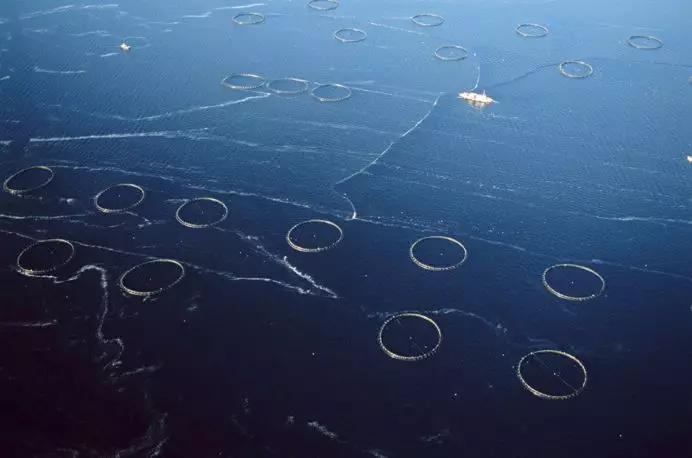 毒性最强的食物排行榜,营养专家公布了12种有毒的食物