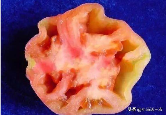 番茄空心有棱是怎么回事,番茄茎杆空心怎么回事