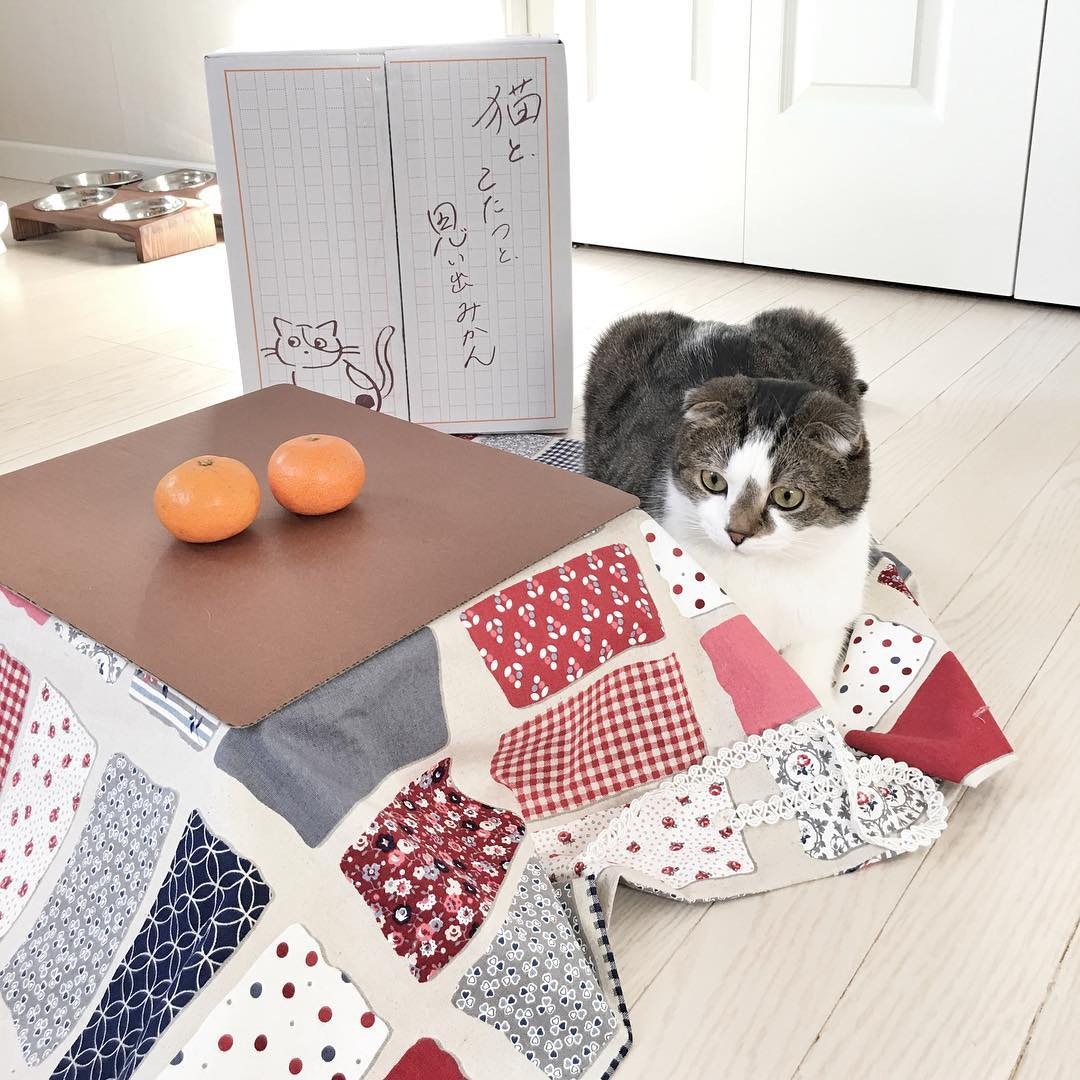 日本网店出奇招拉生意，橘子箱可变成猫用被炉，引得猫奴买箱还橘