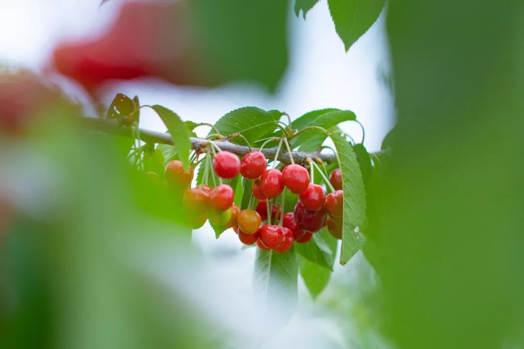 蓬莱美如画,蓬莱美景