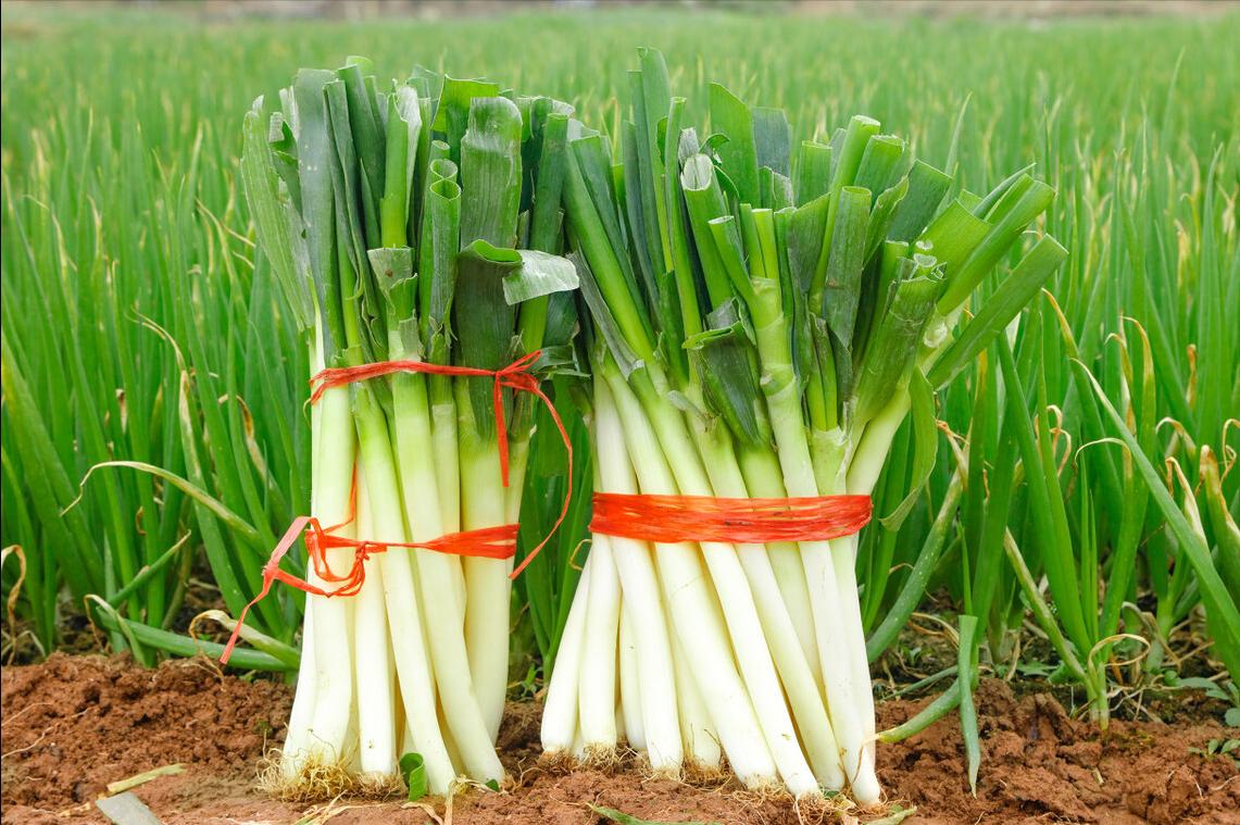 保存大葱不空心不黄叶的好方法,大葱怎样保存不干而不烂