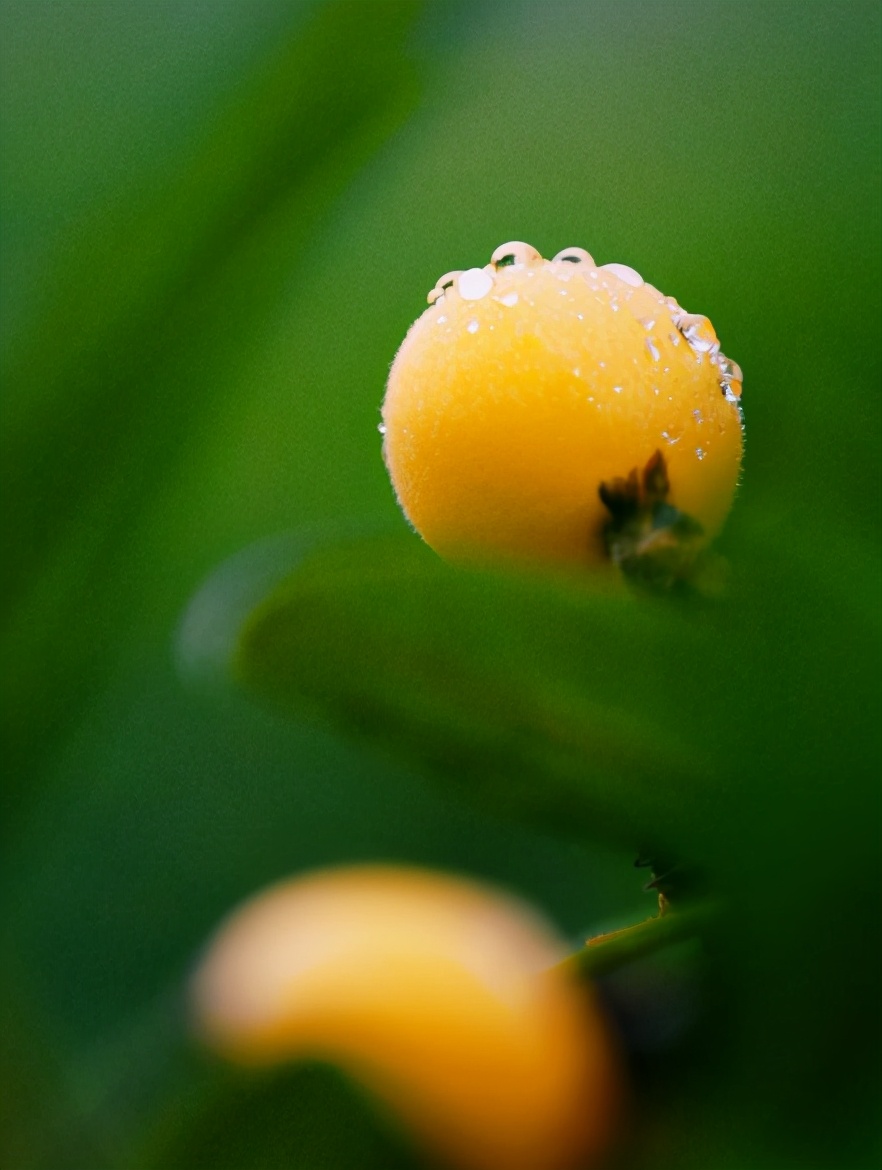 五月枇杷黄似橘诗句,五月枇杷黄似橘原文