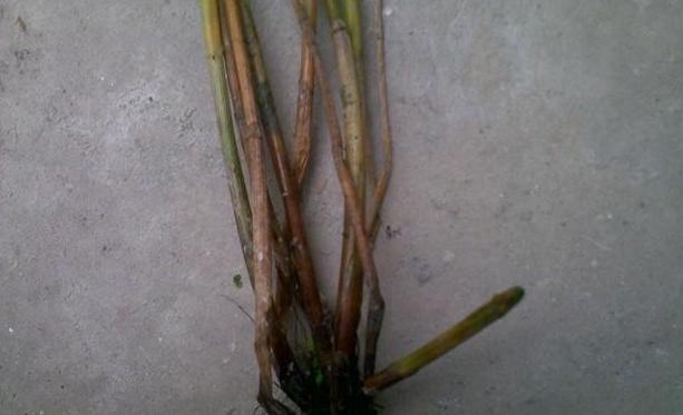 马蹄病害防治图,防治马蹄秆枯病特效药