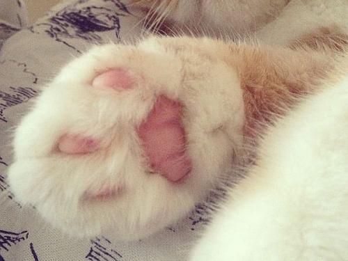 被猫爪子抓了一道流血了有事吗,猫爪子扎了一个小洞流血了