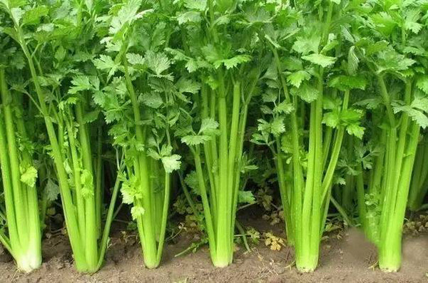 越吃越健康的养生菜谱大全,养颜美容中药药膳菜品推荐