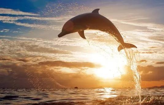 你是几月生的就代表你是什么动物,出生日期决定你是什么动物