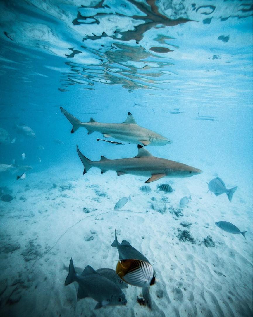 马代选岛不踩坑,马代国庆选岛攻略