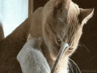 被猫咪舔了是爱的表现吗,被猫咪舔脸什么感觉