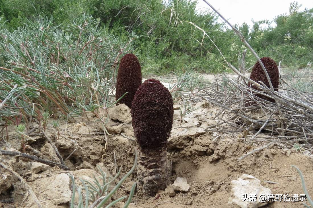 锁阳的寄生植物,荒漠寄生植物锁阳