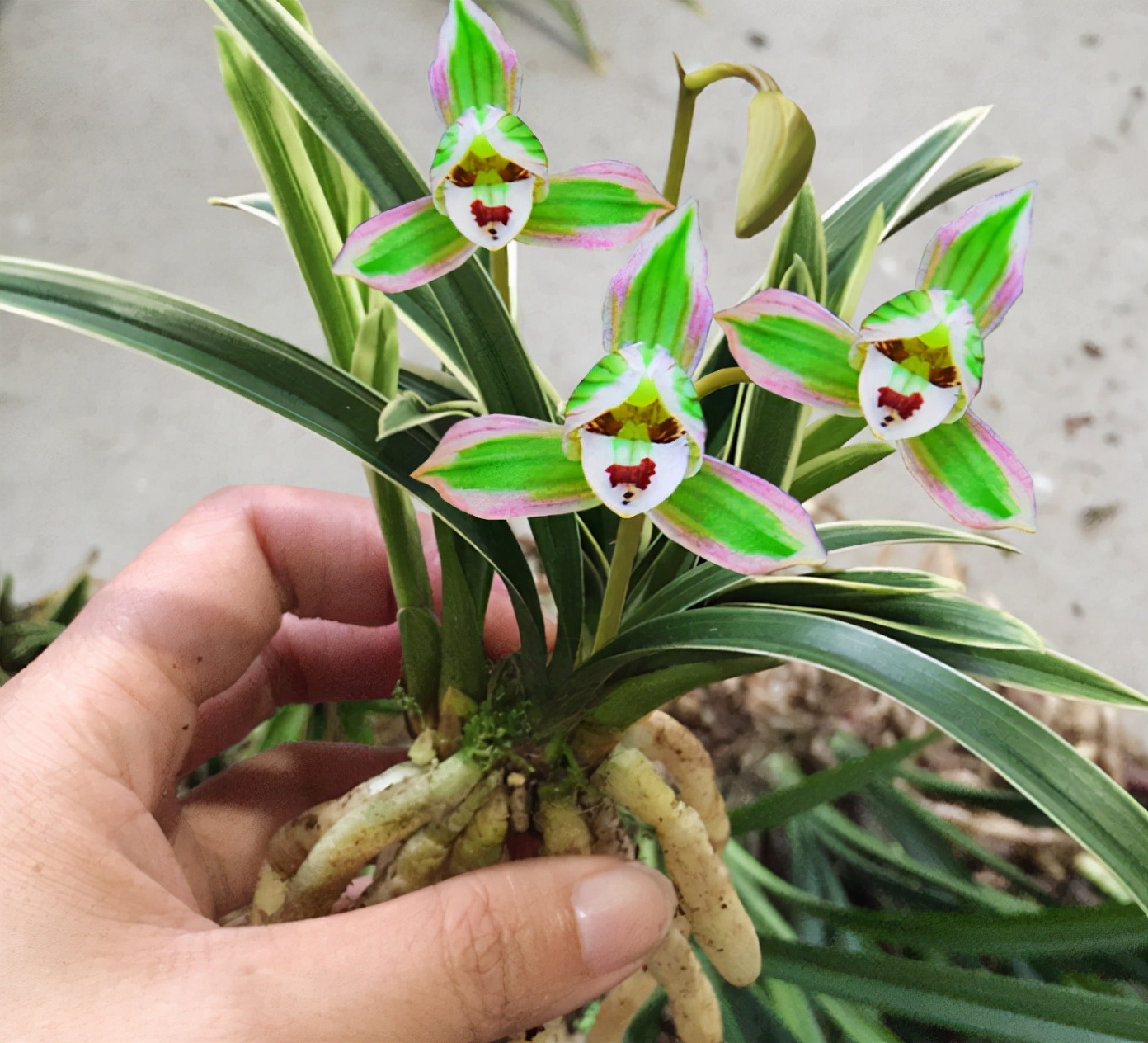 此兰只应“天上”有，人间哪得几回闻，一花双色，很多人没见过