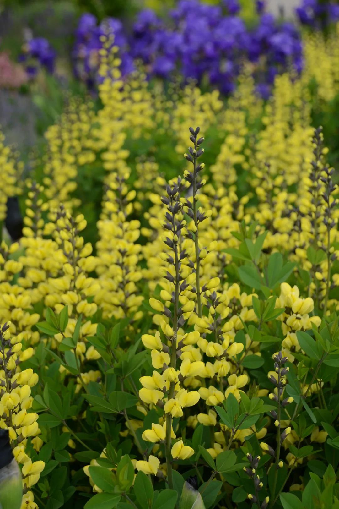 这43个来自世界各地的新品种,快来看看有没有你的菜