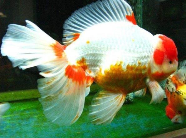 新手养金鱼哪种金鱼最好养,金鱼种类和饲养难度