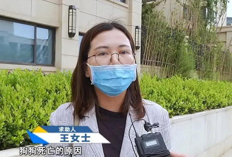 寄养“恶霸”离奇暴毙，医生说，可能是热的……