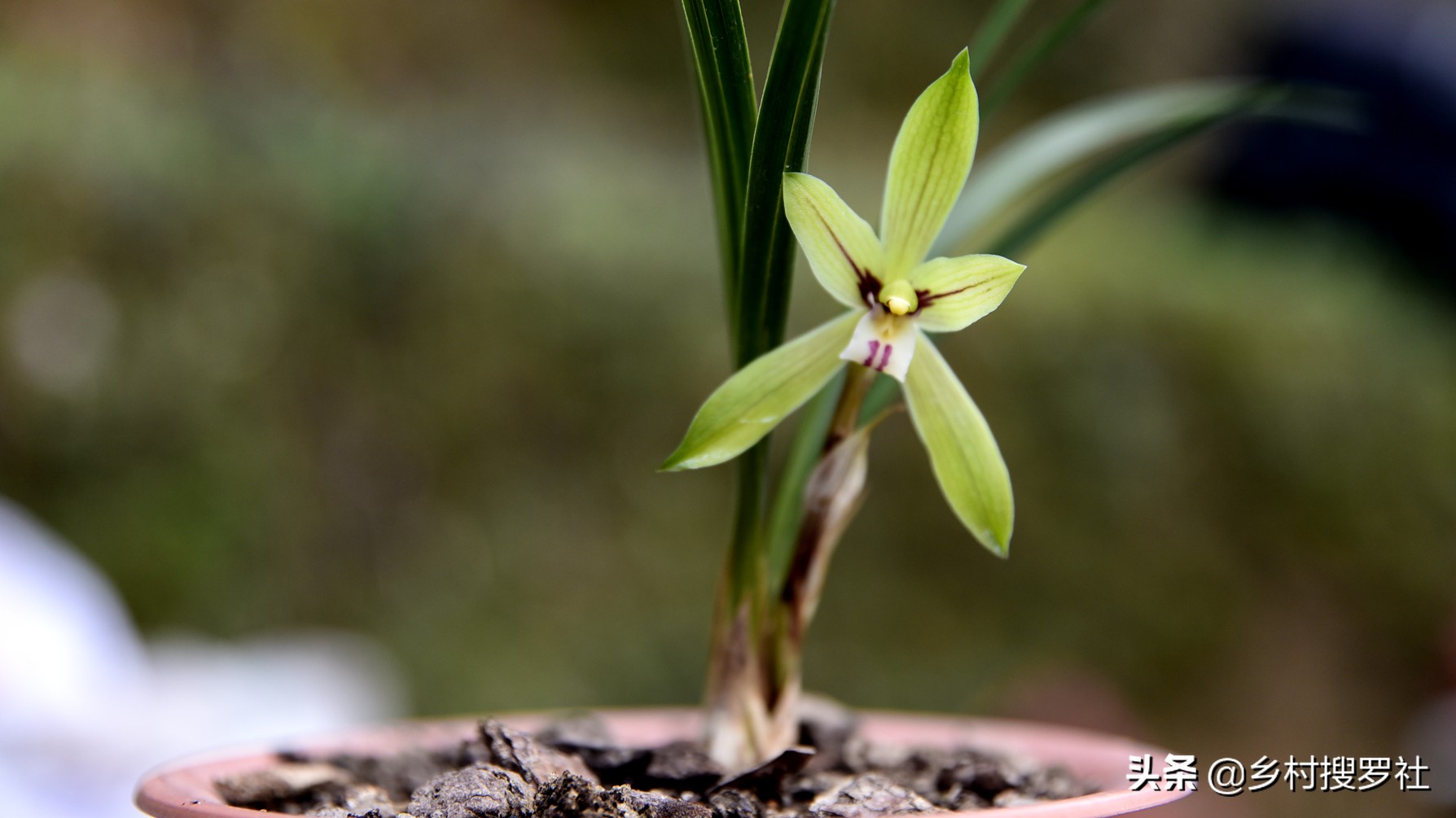 春兰开的都是素花怎么回事,春兰开素花好吗