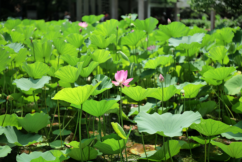 松下lumixspro50mmf1.4,松下lumixs24-105mmf4macro镜头