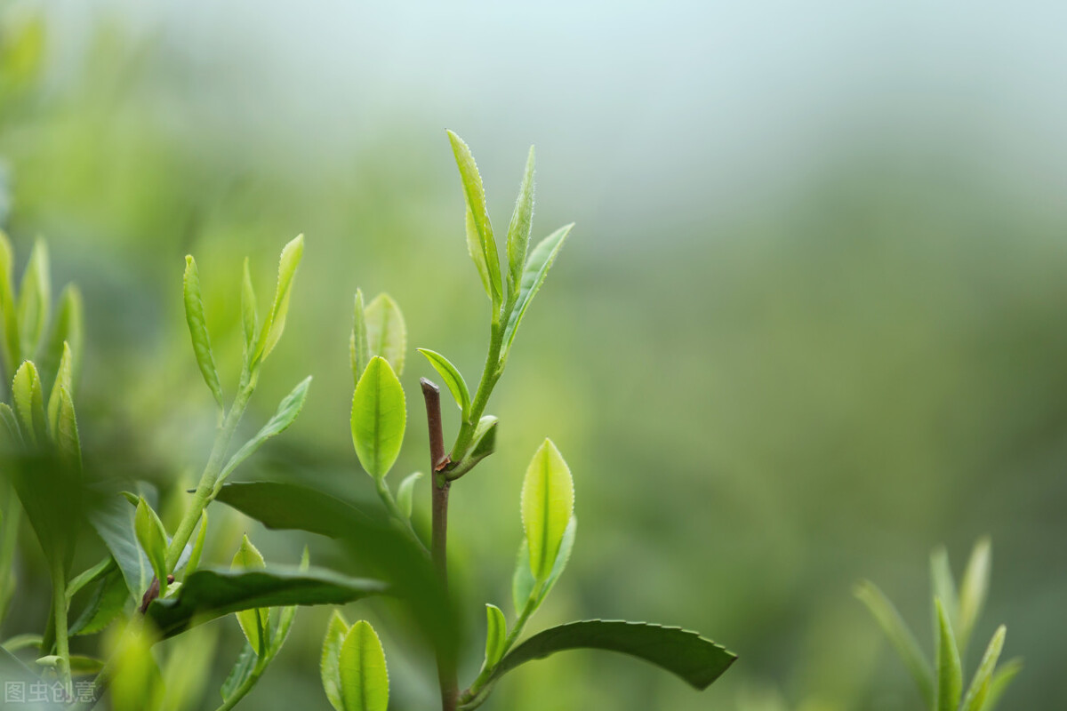 龙井茶有什么特点和口感,龙井茶口感及特征介绍